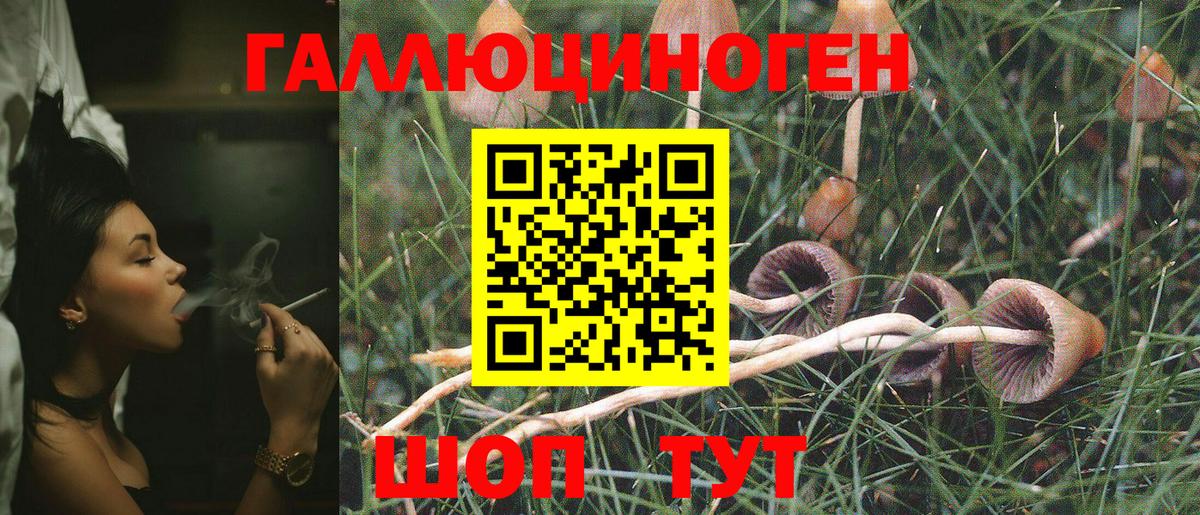 Гусев  как найти закладки  Вход с VPN  Псилоцибиновые грибы Psilocybine cubensis 